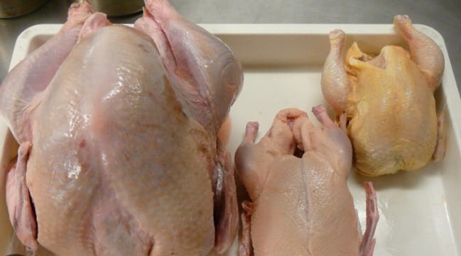 Poultry Meat
