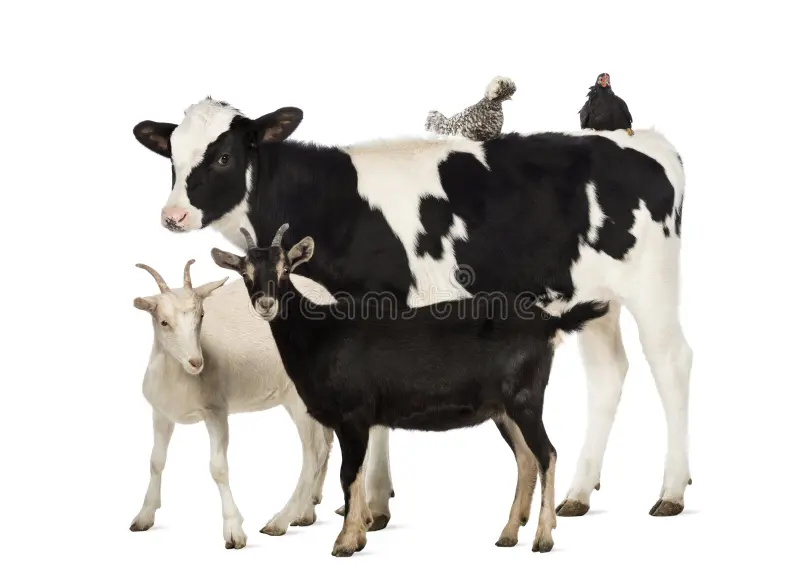 Quality Meat Selection