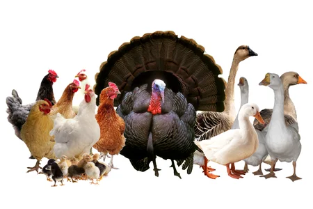 Premium Kenyan Poultry