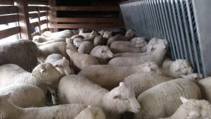 Kenyan Lamb and Mutton